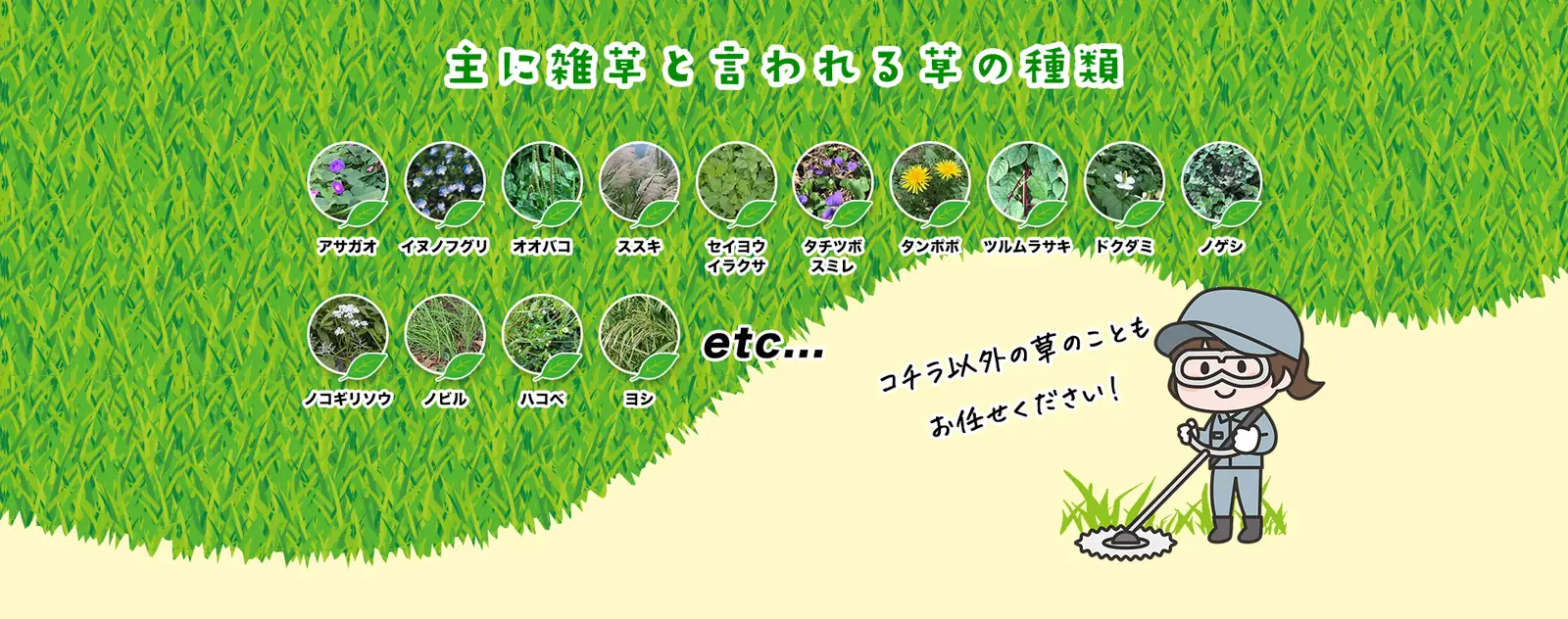 主に雑草と言われる草の種類